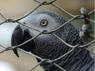 Cina Anticorrosivo 306 316 Maglia in acciaio inossidabile per reti aviarie per uccelli in vendita