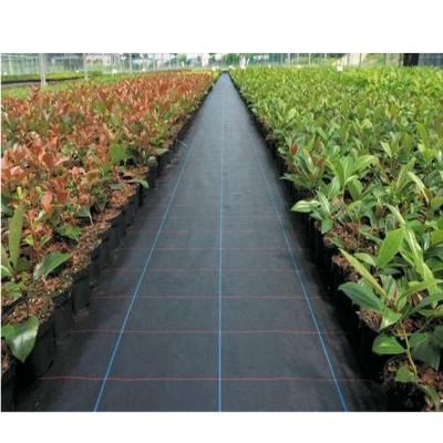 China Factory Supply China High Quality Black PP Woven Weed Barrier/Weed Control Fabric for sale