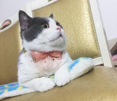 China Luxury Lace Bow Tie Cat Collar , Unique Pet Collars Decoration Size 10cm for sale