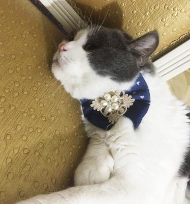 Chine Le ruban perle des colliers de chat de concepteur, chat de fantaisie que la couleur adaptée aux besoins du client par colliers facile frottent à vendre