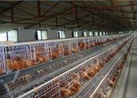 Quality Q235 Hot Dipped Galvanized H Type Layer Chicken Cage For Farm for sale