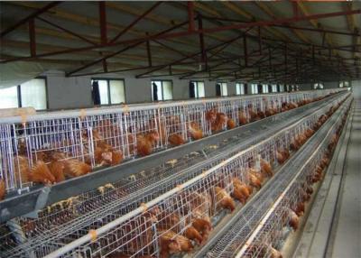China Q235 Hot Dipped Galvanized H Type Layer Chicken Cage For Farm for sale