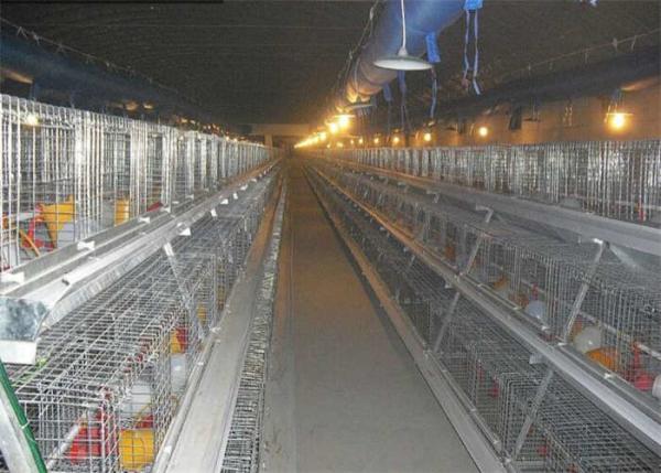 Quality ISO9001 Laminated Layer Chicken Cage For Hen for sale