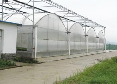 China Vegetable Agriculture Polyethylene Film Greenhouse Great Space Efficient Performance for sale
