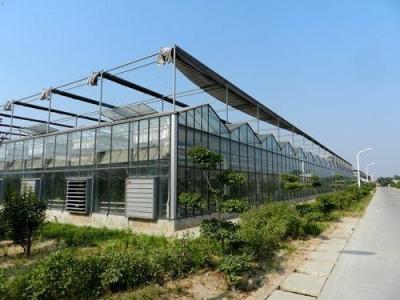 China Bay Width 4 / 6m Gothic Arch Greenhouse , Garden Galvanized Steel Greenhouse for sale