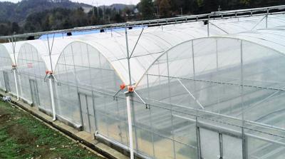 中国 掛かるシステム トマトの木の温室は物質的なプラスチック フィルム0.12/0.15/0.20mmを覆います 販売のため