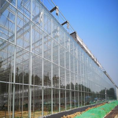 China Mulit Span Commercial Glass Greenhouse Venlo Shape Span Width 9.6 / 10.8 / 12m for sale