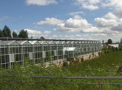 中国 水証拠の農業のガラス温室、Diyのトマトの温室のよく軽い伝送 販売のため