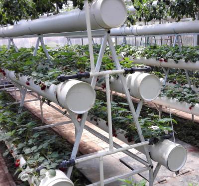 China Agua/fertilizante hidropónicos comerciales libres del ahorro del invernadero de la contaminación en venta