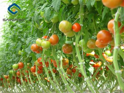 China Large Size Tomato Plant Greenhouse Galvanized Steel Skeleton Materials for sale