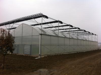 China High Output Hydroponic Lettuce Greenhouse Wind Load 100KM/H With Multi Layer Rack for sale