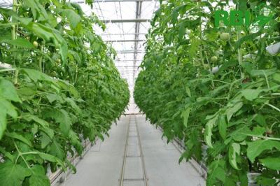 China Agriculture Commercial Hydroponic Greenhouse Span Width 6 / 8 / 10m Snow Load 0.45KN/M2 for sale