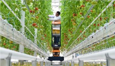 China Easy Assemble Tomato Plant Greenhouse Gutter Height 3.0-6.0m Hanging Load 0.15KN/M2 for sale
