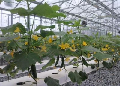 China Cucumber Greenhouse Hydroponic Systems Galvanized Frame Thin Film Structure for sale