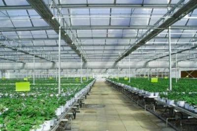 China Plastic Film Automated Hydroponic Greenhouse Hanging Load 0.15KN/M2 Rainfall 140mm/h for sale