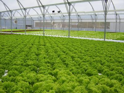 China Vegetable Commercial Hydroponic Greenhouse / NFT Greenhouse Less Pests Diseases for sale