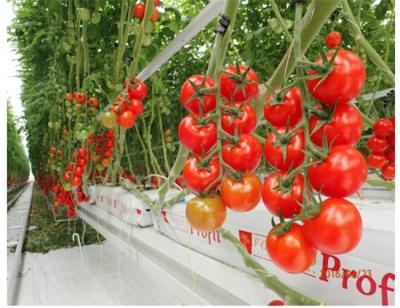 China Agricultural Tomato Plant Greenhouse Covers Hollow PC Board For Against External Damage for sale