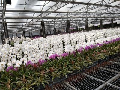 Cina Multi strato materiale del policarbonato della copertura della serra della portata del fiore/della serra stile di Venlo in vendita