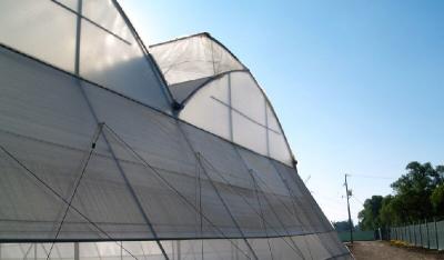 China Efficient Insulation Multi Span Greenhouse / Large Plastic Greenhouse Strong Applicability for sale