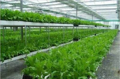 China Large Size Commercial Hydroponic Greenhouse With Thickness 0.12-0.2mm Film Covered for sale