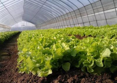 China Beautiful Polyethylene Film Greenhouse Good Pressure Resistance For Lettuce Planting for sale