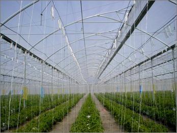中国 単純構造の承認される商業水耕栽培温室の溝の高さ2-6mのセリウム 販売のため