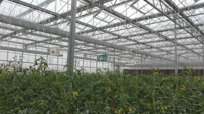 China Plastic Film Tomato Plant Greenhouse Span Width 9.6 / 10.8 / 12m Easy Assemble for sale
