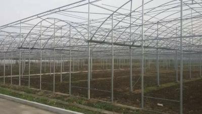 China Easy Install Plastic Film Greenhouse , Dome Shaped Greenhouse Span Width 6 / 8 / 10m for sale