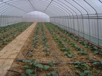 China Small Size Single Span Greenhouse , Easy Operate Polyethylene Foil Greenhouse for sale