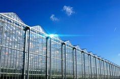 China Multi - Span Large Glass Greenhouse For Commercial , Galvanized Steel Greenhouse for sale