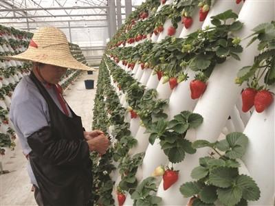 China Expertise Hydroponics Aeroponics & Aquaponics System Consultancy Mentoring Facilities for sale
