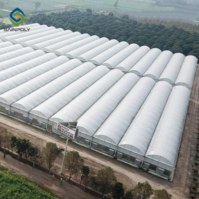 China 10m × 12m Heavy Duty Single Tunnel Greenhouse Plastic Tomato Greenhouse for sale