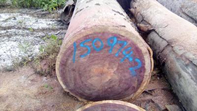 China Rot Resistance Purple Heart Logs 905 Kg / M3 3 - 5 Ft Trunk Diameter for sale