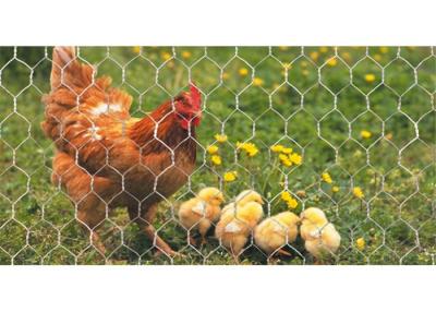 中国 18ゲージの家禽および鶏を育てるための六角形の金網25mの長さ 販売のため