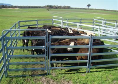 China los paneles resistentes del ganado de 40x80 milímetro, los paneles ovales del ganado del tubo para las cabras en venta