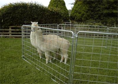 China Galvanized Sheep Fencing Panel Corral Fence Panel with Half Mesh for sale