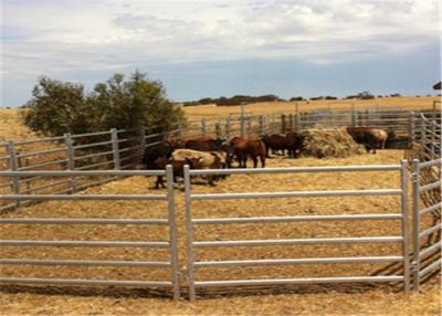 Chine Les bétail complètement soudés d'animaux de taille de 1.6m clôturent des panneaux de barrière de cheval de panneau/en métal à vendre