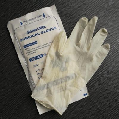 China Medical sterile latex surgical gloves for sale