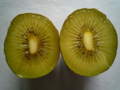 China supplying kiwi seedlings yellow  grafted kiwi plant 2y grafted kiwi seedlings plant golden kiwifruit for sale