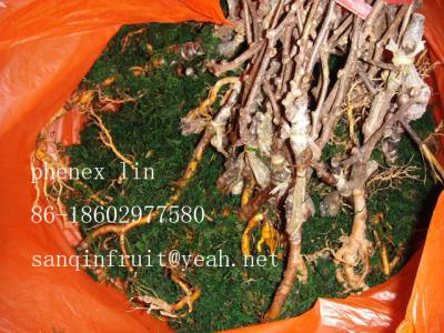 China supplying red grafted young kiwi seedlings kiwi plant 2y grafted golden kiwi seedlings for sale