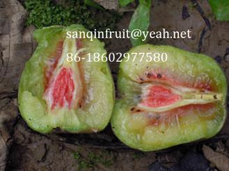 China selling red kiwi seedlings red kiwi plant grafted kiwi seedlings red pulp kiwi fruit seedlings for sale