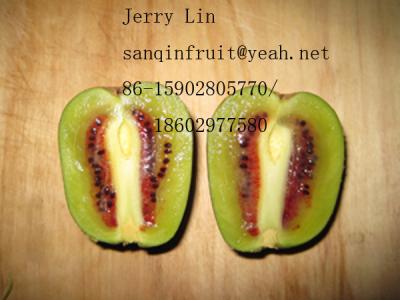China selling red kiwi seedlings young red kiwi plant grafted red seedlings 2 years plant for sale