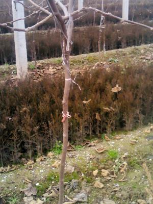 China providing Red shi NO.1 kiwi seedlings red pulp kiwi grafted plant seedlings for sale