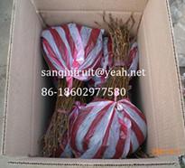 China supplying Jin Yan kiwi seedlings(Golden color or Golden dragon kiwi fruit yellow pulp for sale
