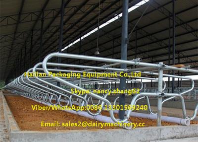China Cow Farm Customized Dairy Free Stalls Equipment With Heavy Duty Pipe / Tube for sale