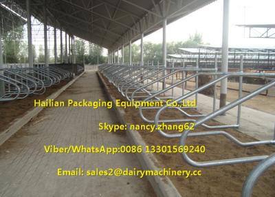 China Single Row Type Milking Cow Free Stall , 3mm Thickness Hot Galvanizing Tube for sale