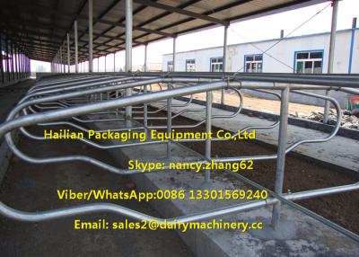 China Agriculture Farm Equipment Cattle Stalls Calf Free Stalls For Dairy Cows for sale
