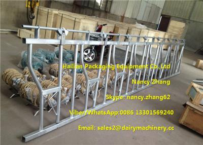 China Large Farm Equipment Dairy Cows Cattle Head Lock Locking And Feeding for sale