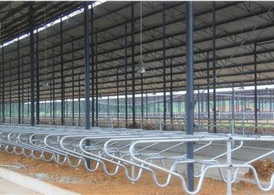 China Durable Customized Bedding Cow Milking Stall With Double Row Type for sale