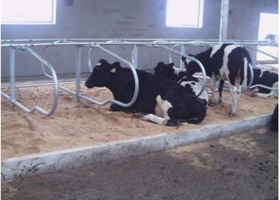 China Tipo parada libre de la fila del doble de la granja lechera de la vaca con el espaciamiento del ganado del 1.20m en venta